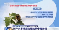 白叟饮用曼陀罗药酒呈现中毒症状专家告急提示