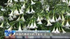 全株有毒一白叟饮用这类药酒后中毒！告急提示