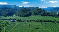 茶润 质守初心 抱负华莱以食物平安质量